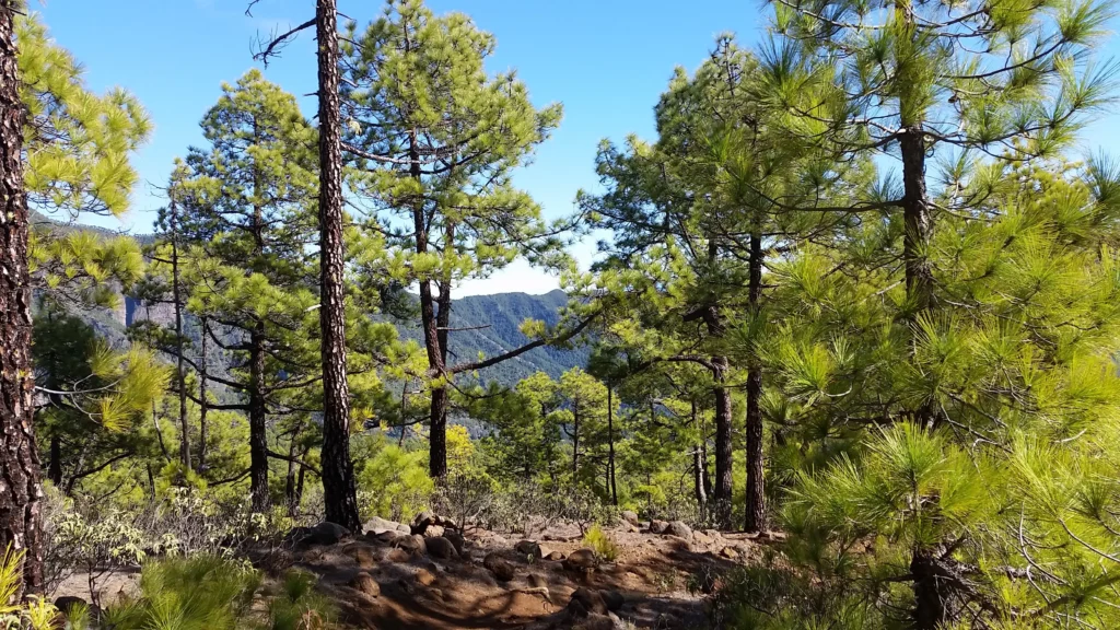 Wanderung zum Pico Bejenado